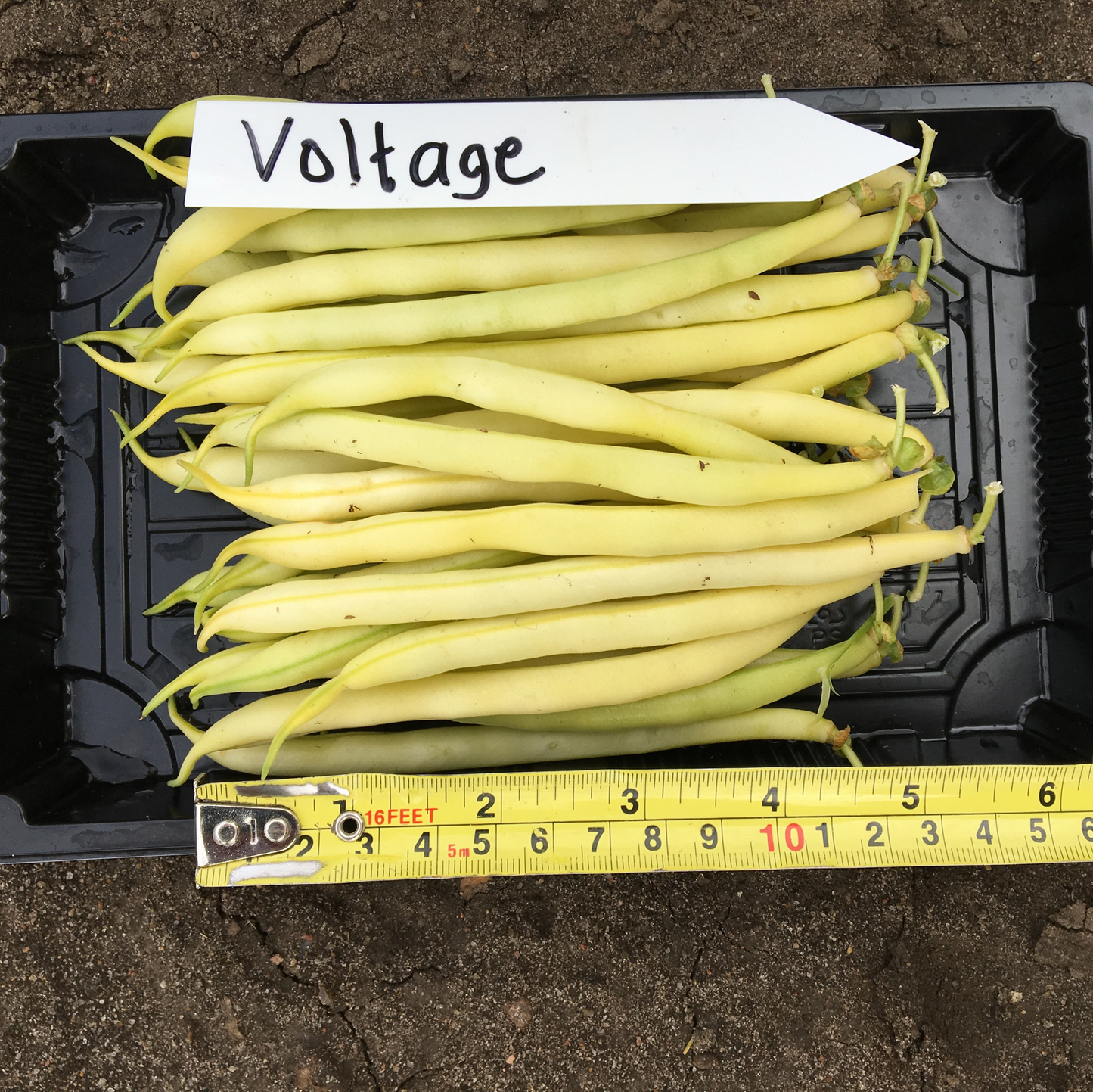 Voltage