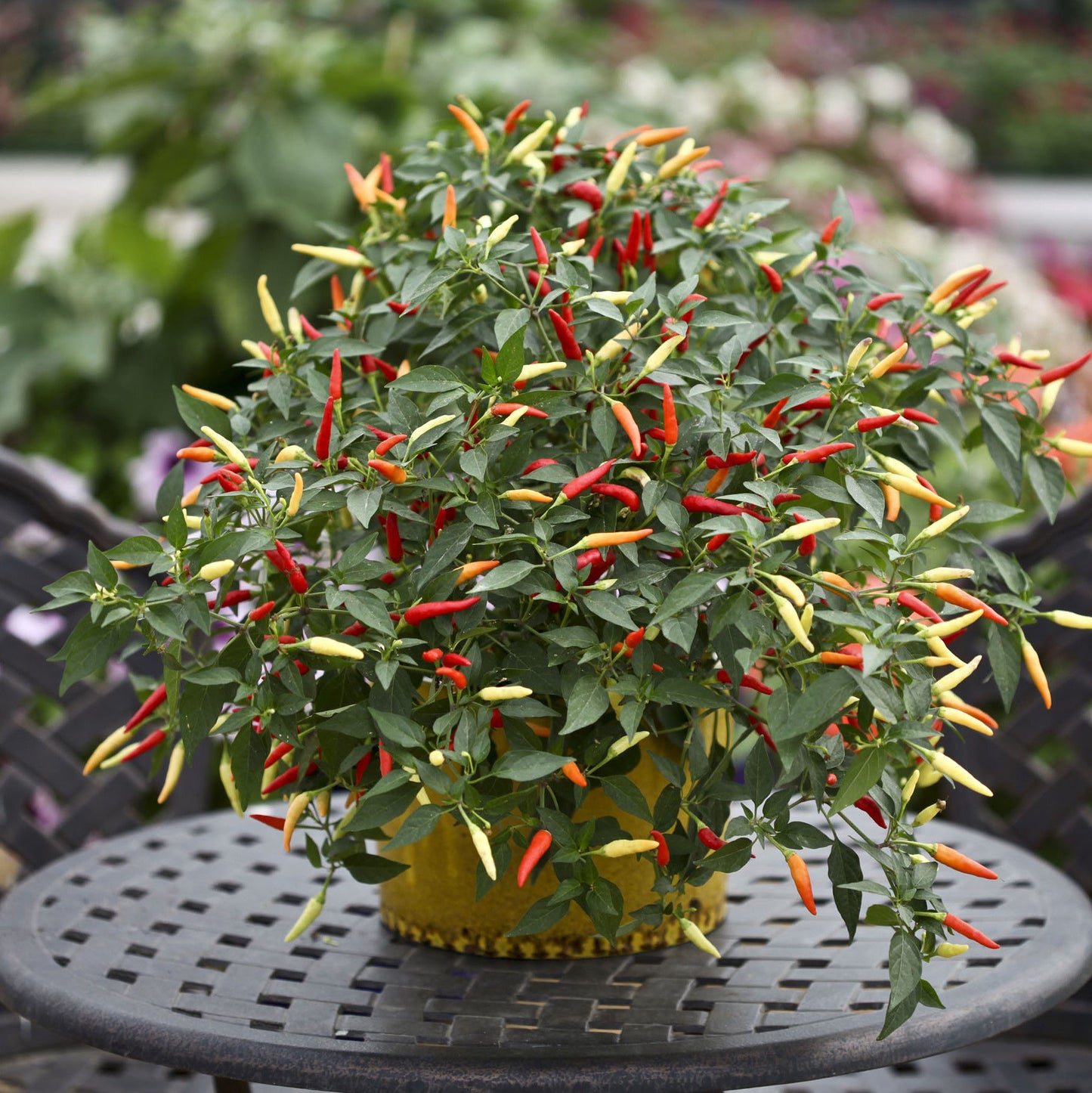 Basket of Fire F1