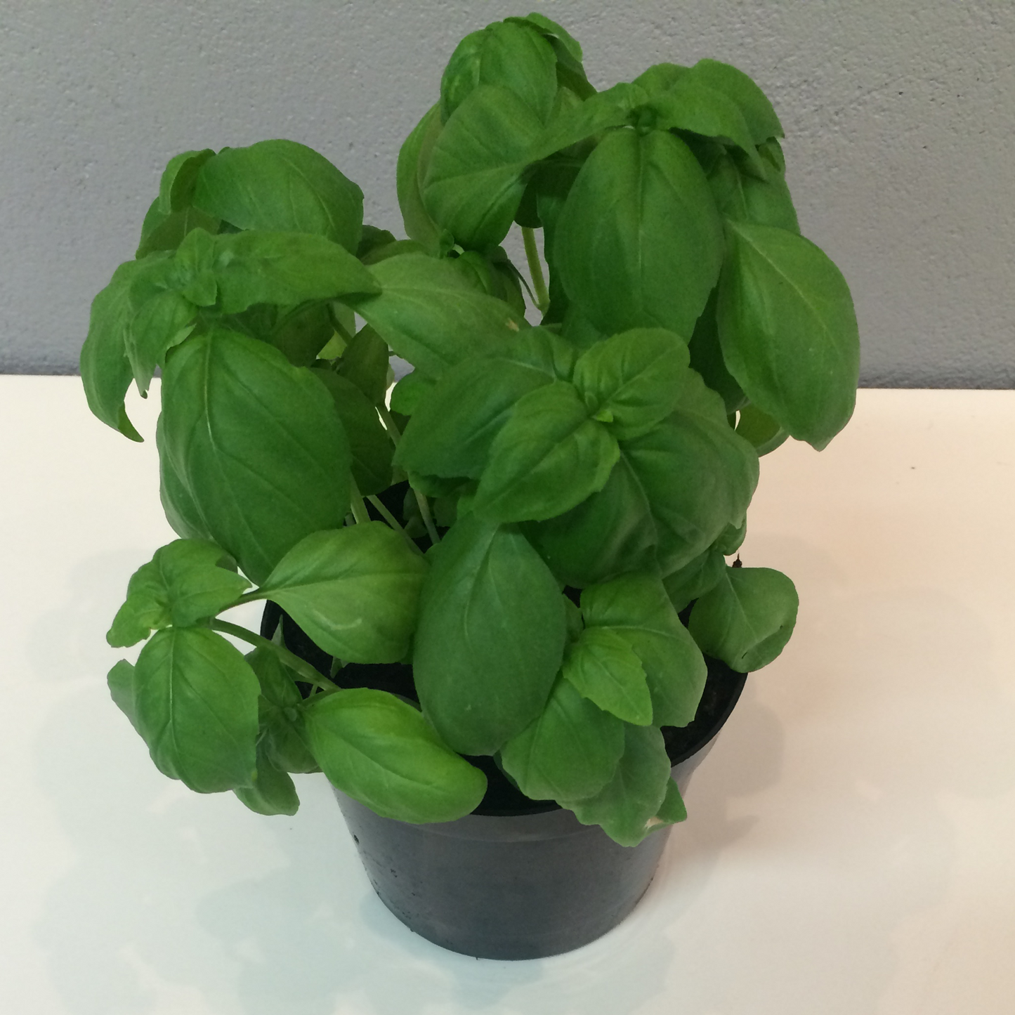 Basilika Sweet Aroma 2 F1 - EKO