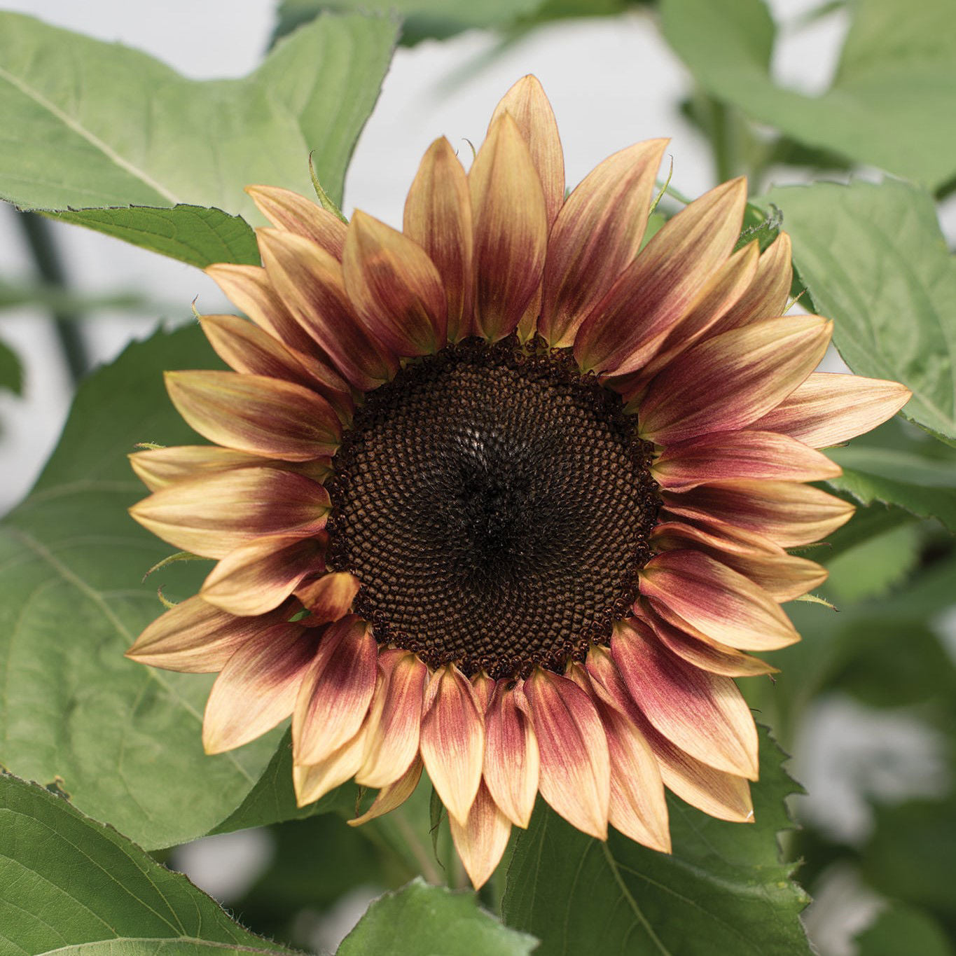 Helianthus Procut Plum F1