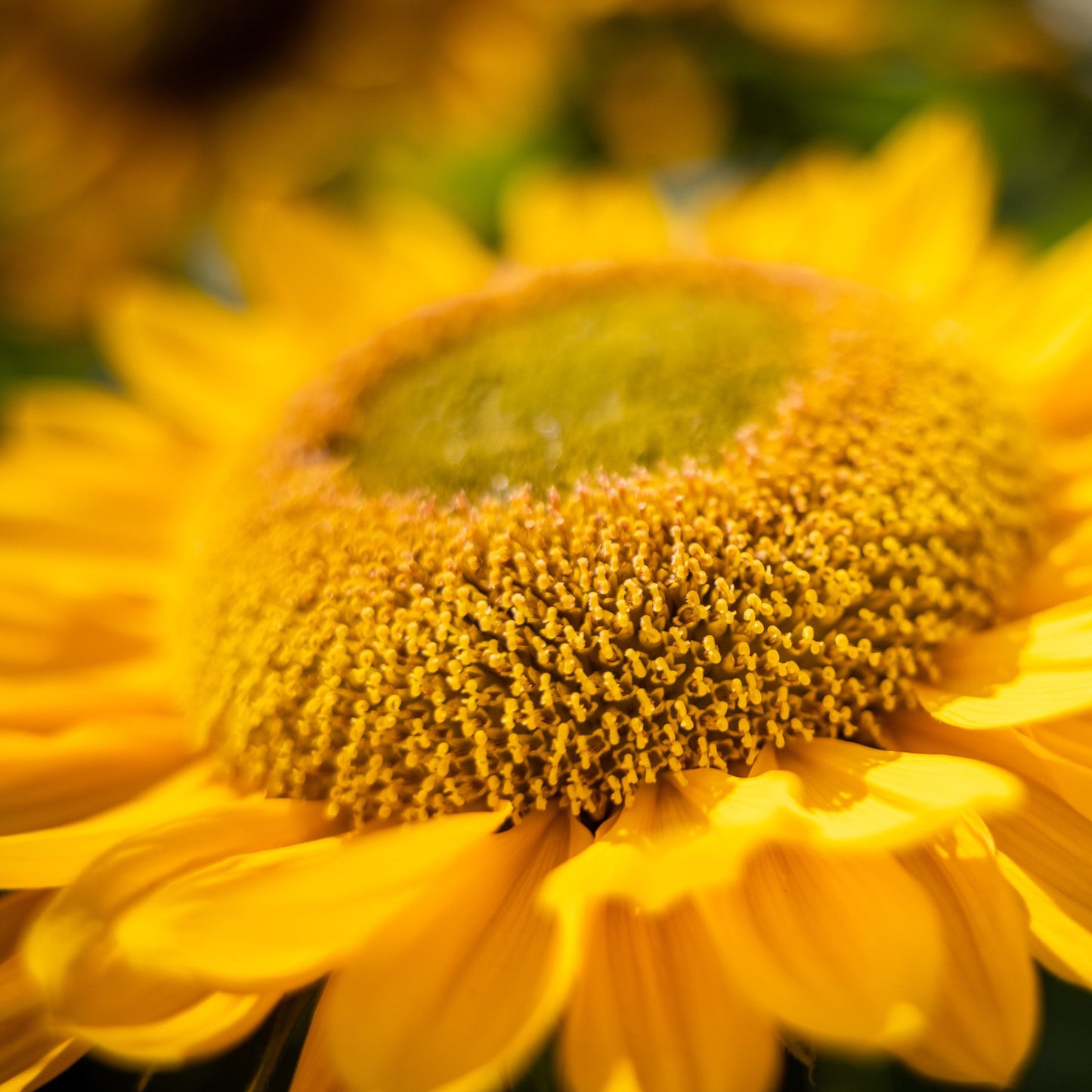 Helianthus Gold Up F1