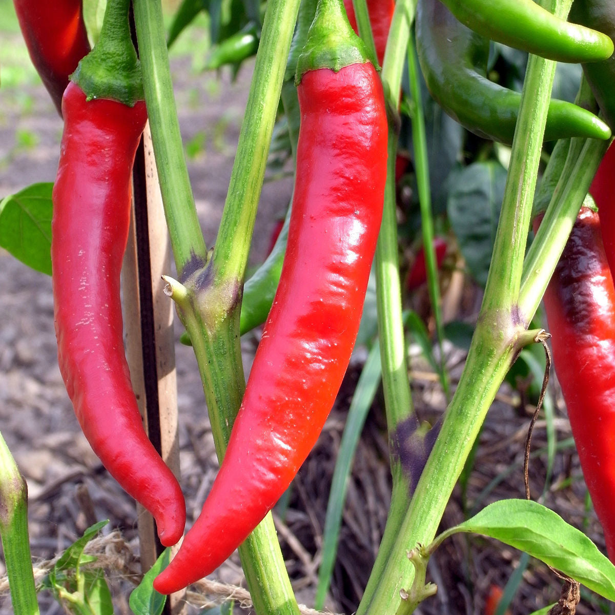 De Cayenne - KRAV