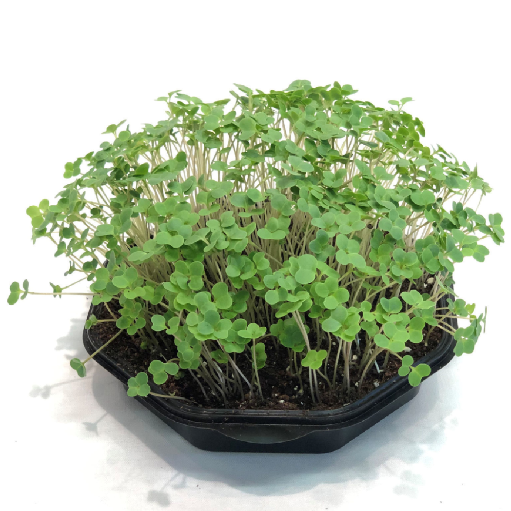 Broccoli Calabrese