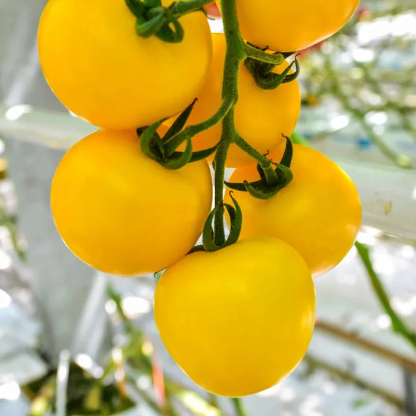 Mimosa HF1