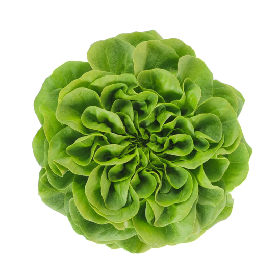 Butterheadsalanova Aquino RZ