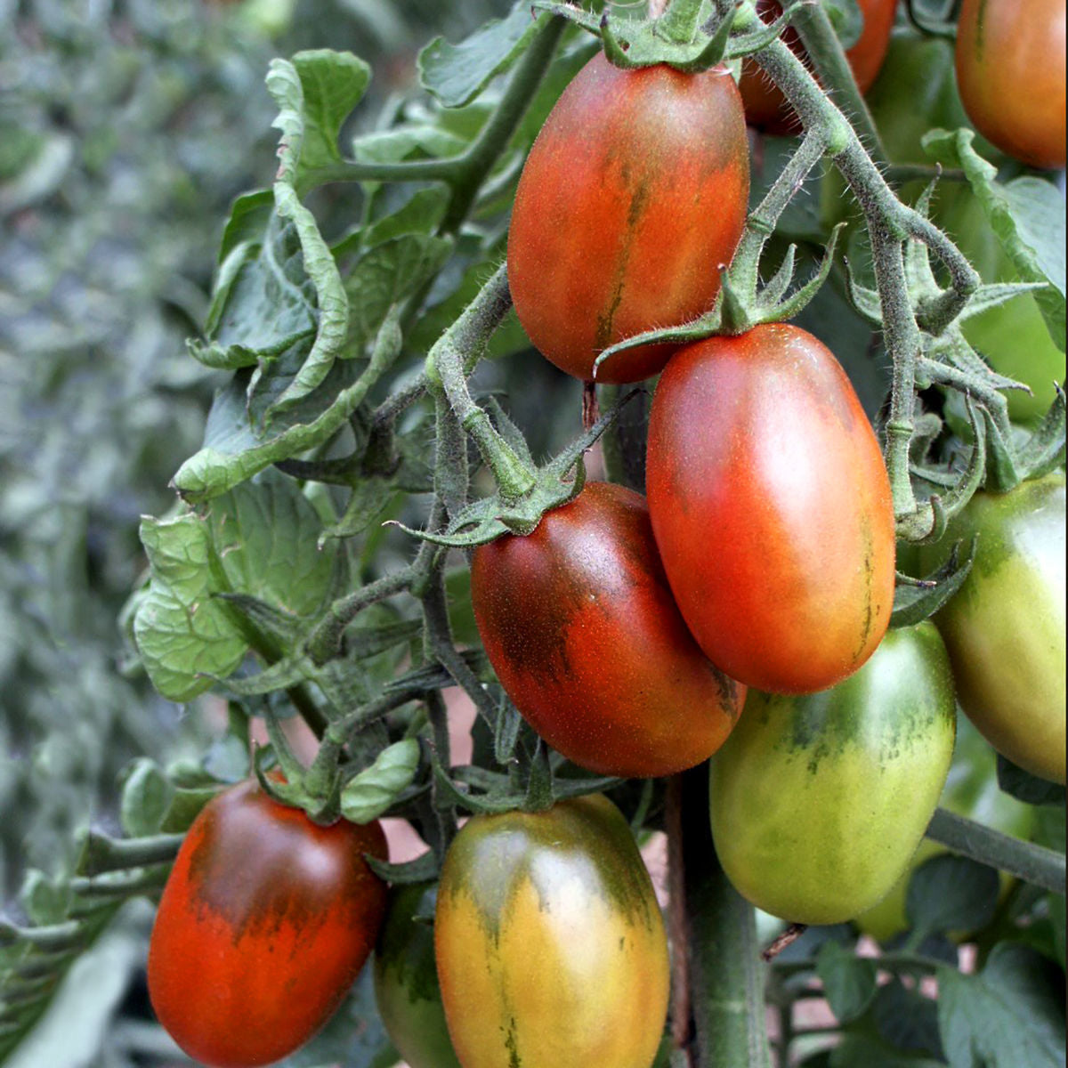 Black Plum - KRAV