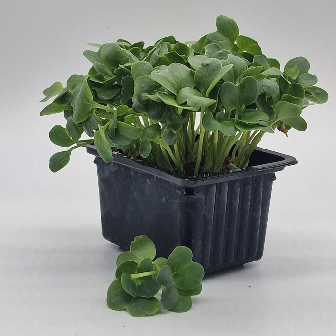 Rädisa Daikon