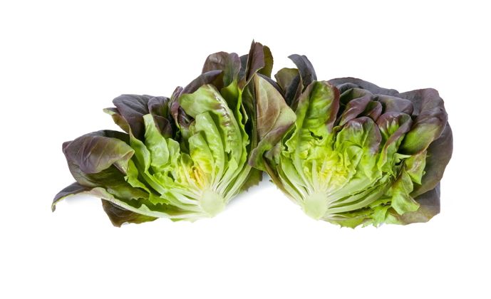 Butterheadsalanova Davinci RZ Knox ™