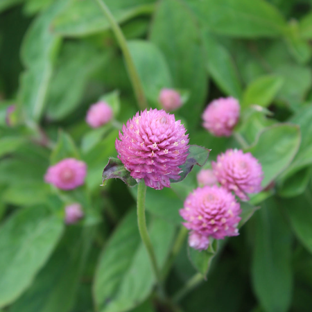 Gomphrena QIS Rose