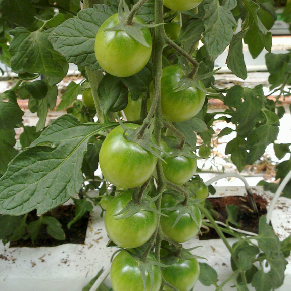 Sungreen F1