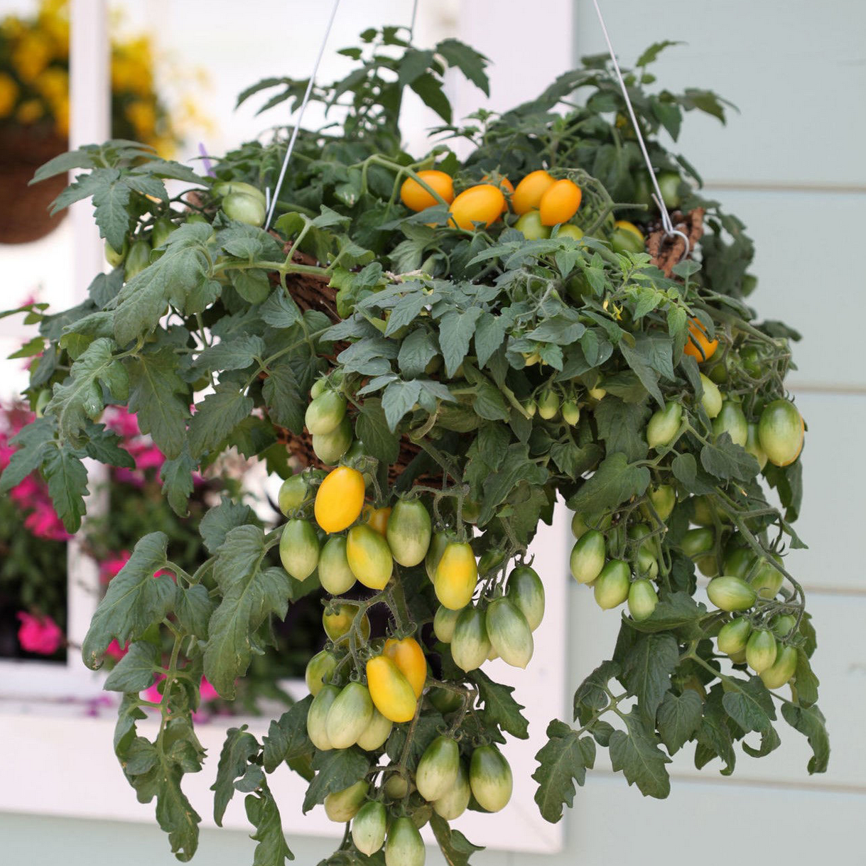 Yellow Peardrops F1