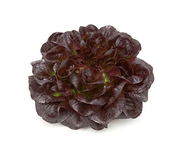 Salanova® Huvud