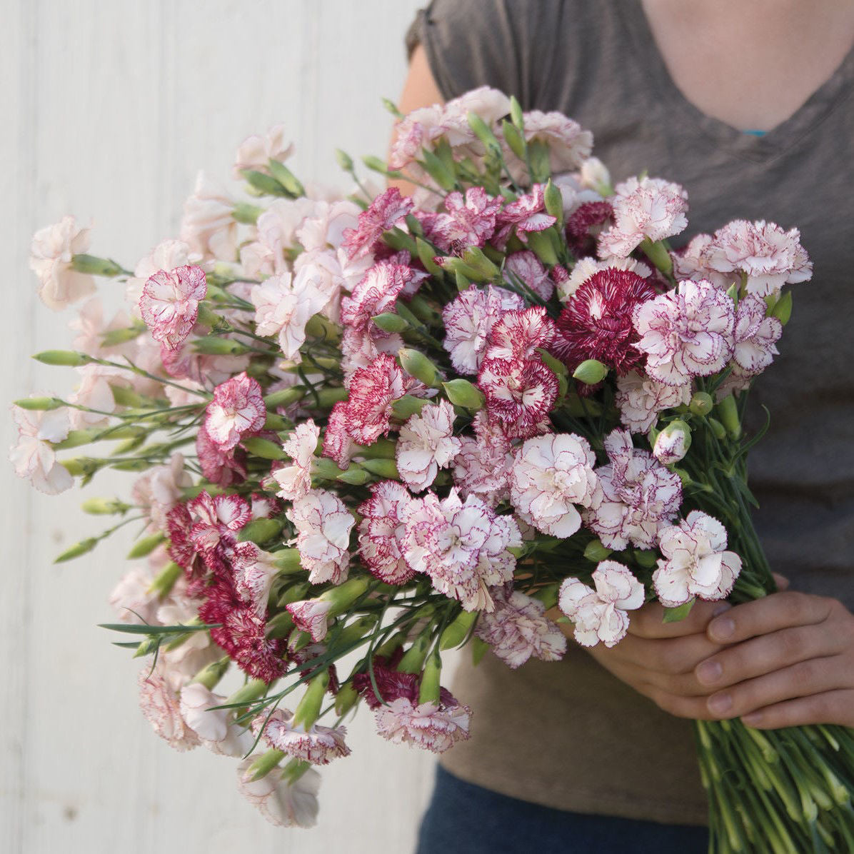 Dianthus (Nejlika)
