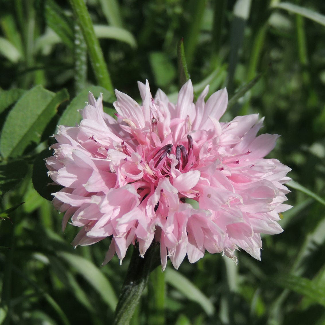 Centaurea (Klint)