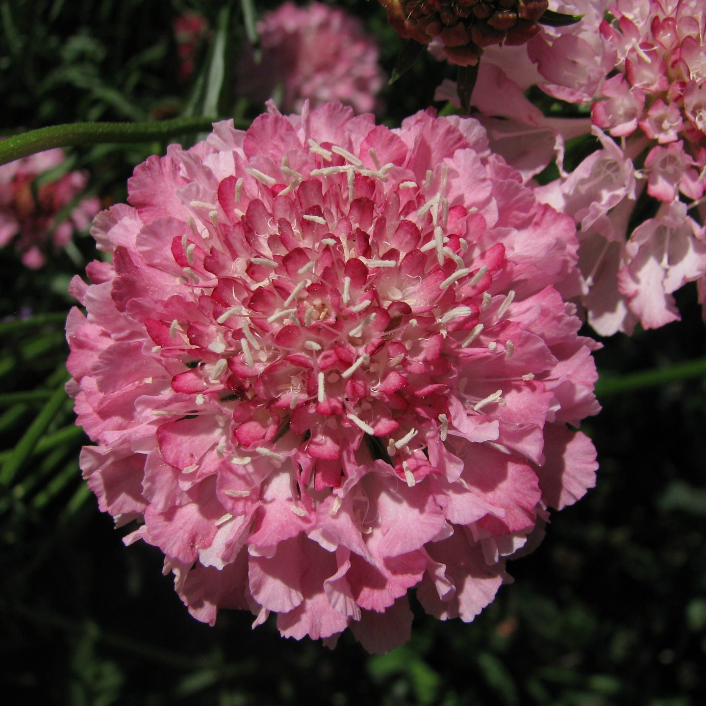 Scabiosa (Praktvädd)