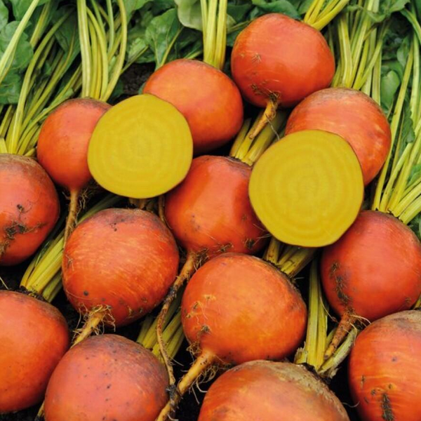 Gulbeta