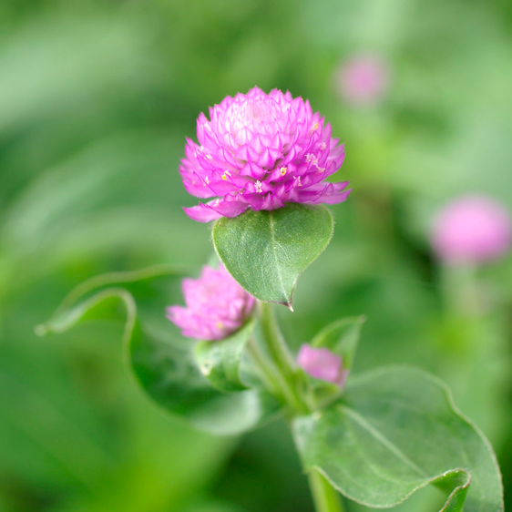 Gomphrena (Klotamarant)