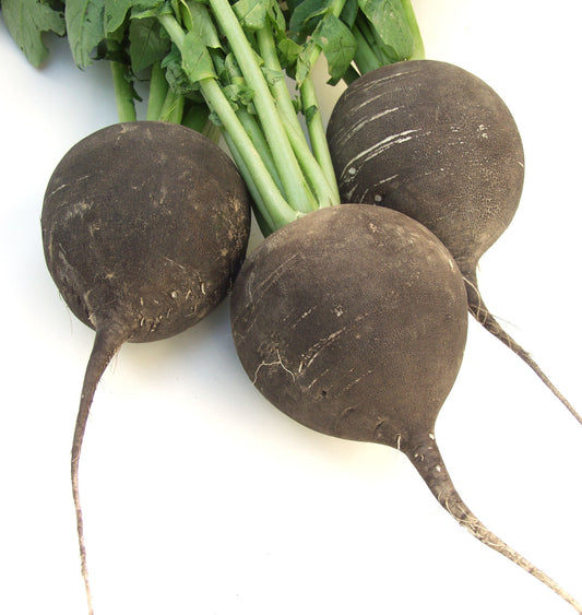 Round Black Winter - BIO