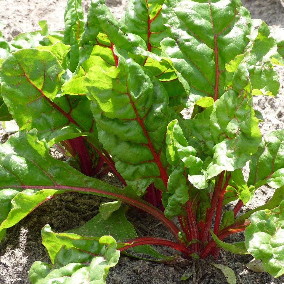Rhubarb Chard - EKO