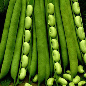 Flagrano