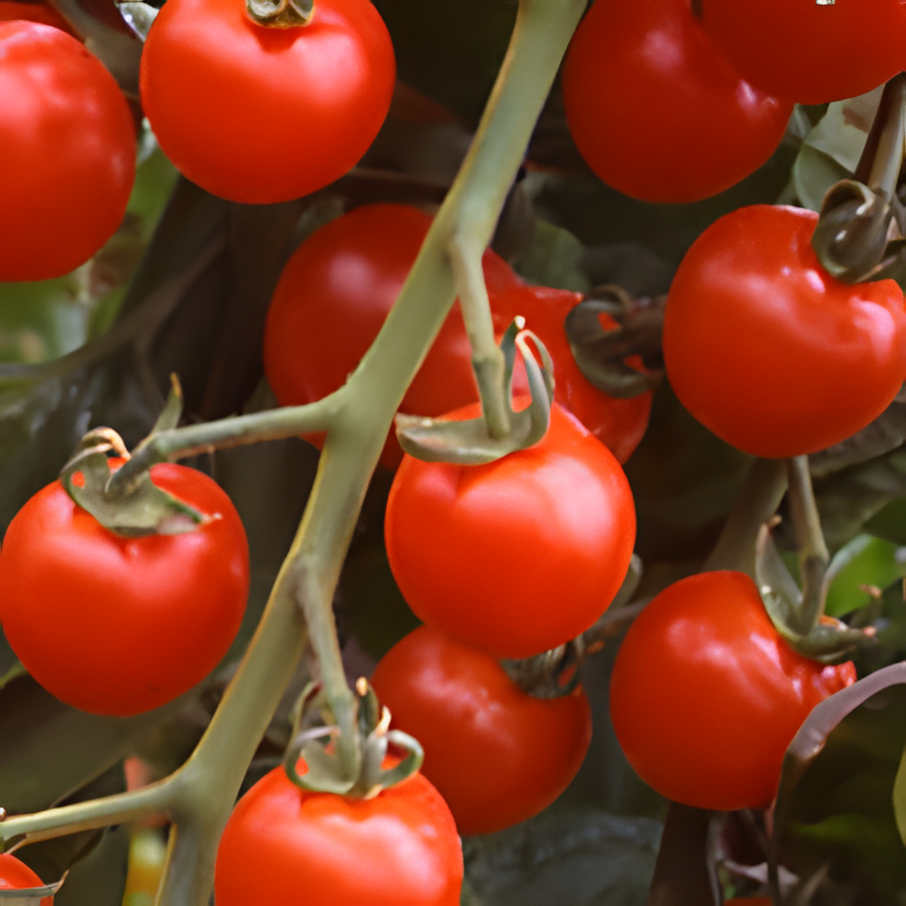 Suncherry F1
