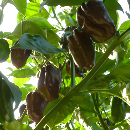 Habanero