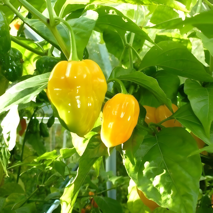 Habanero