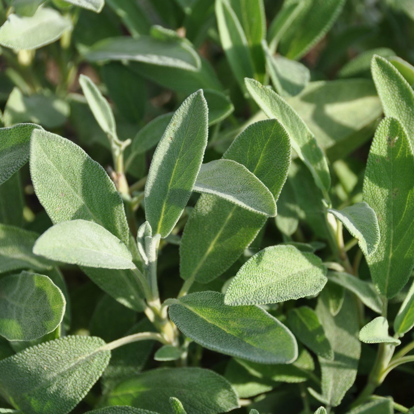 Salvia
