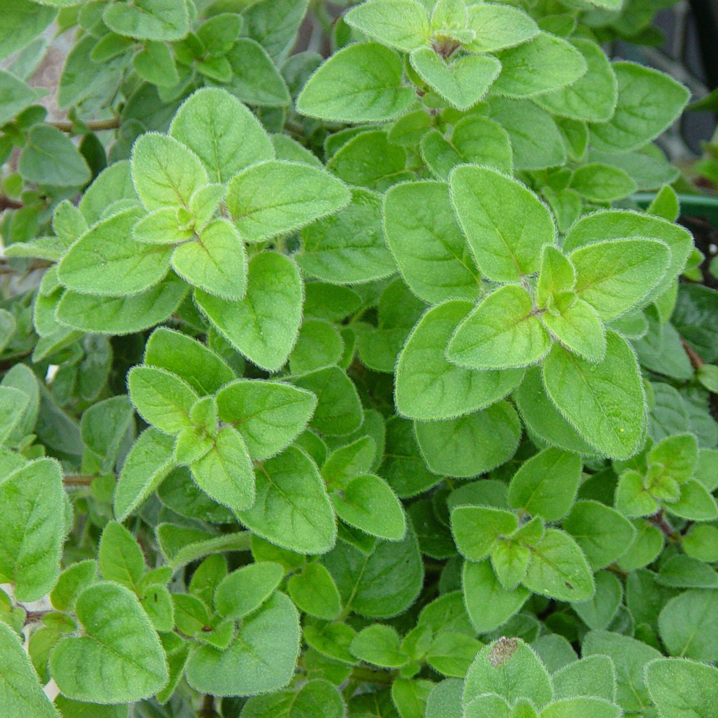 Oregano, grekisk