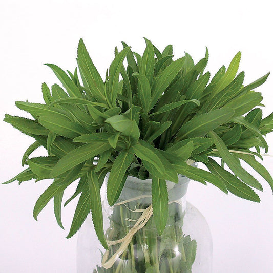 Mexican tarragon