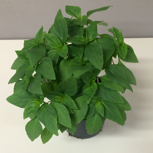 Thai Basil Siam Queen
