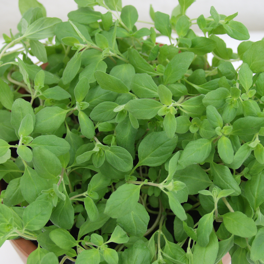 Oregano, common