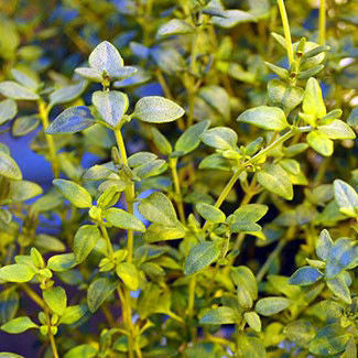 Thyme Winter