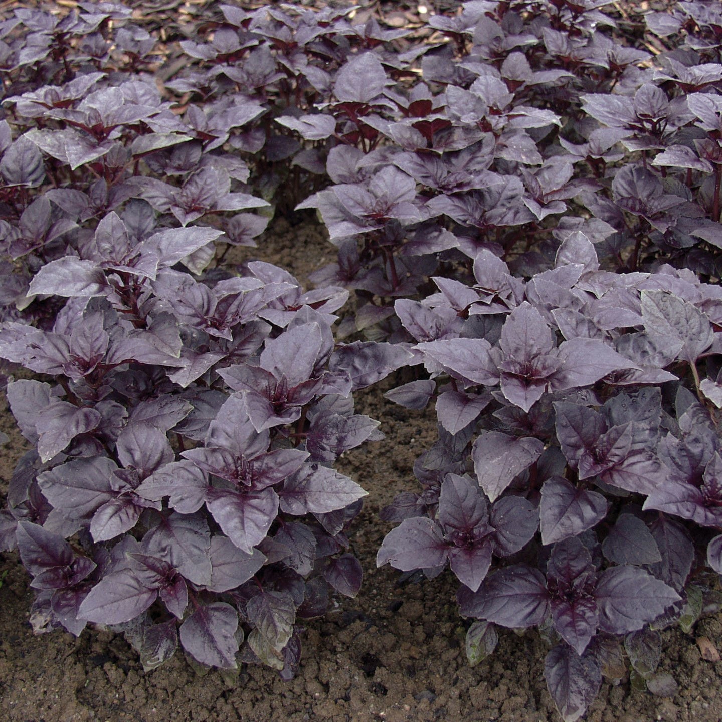 Basilika Red Rubin