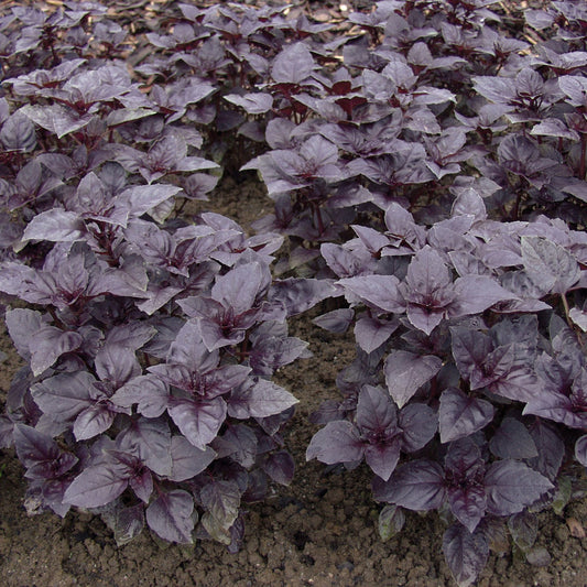 Basil Red Rubin