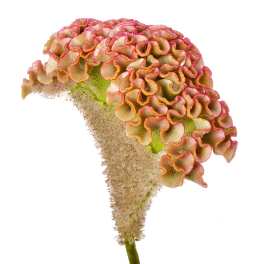 Celosia Bar Bossa Champagne