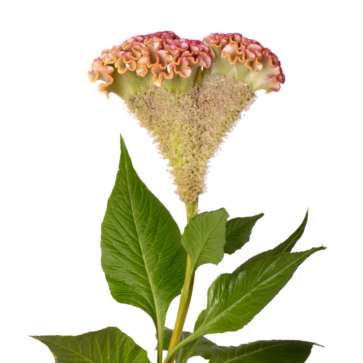 Celosia Bar Bossa Champagne