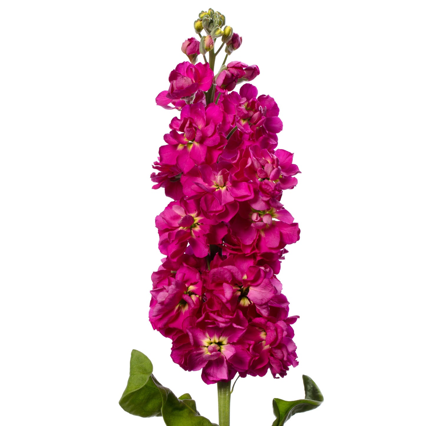 Matthiola Milla Rose