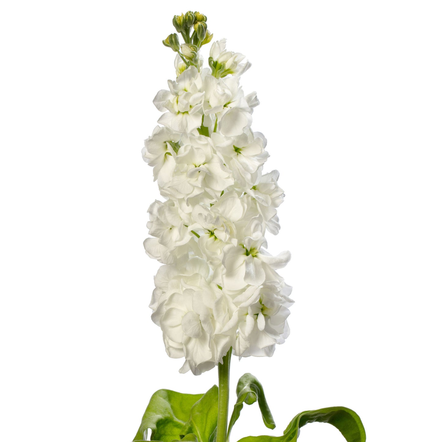 Matthiola Milla White