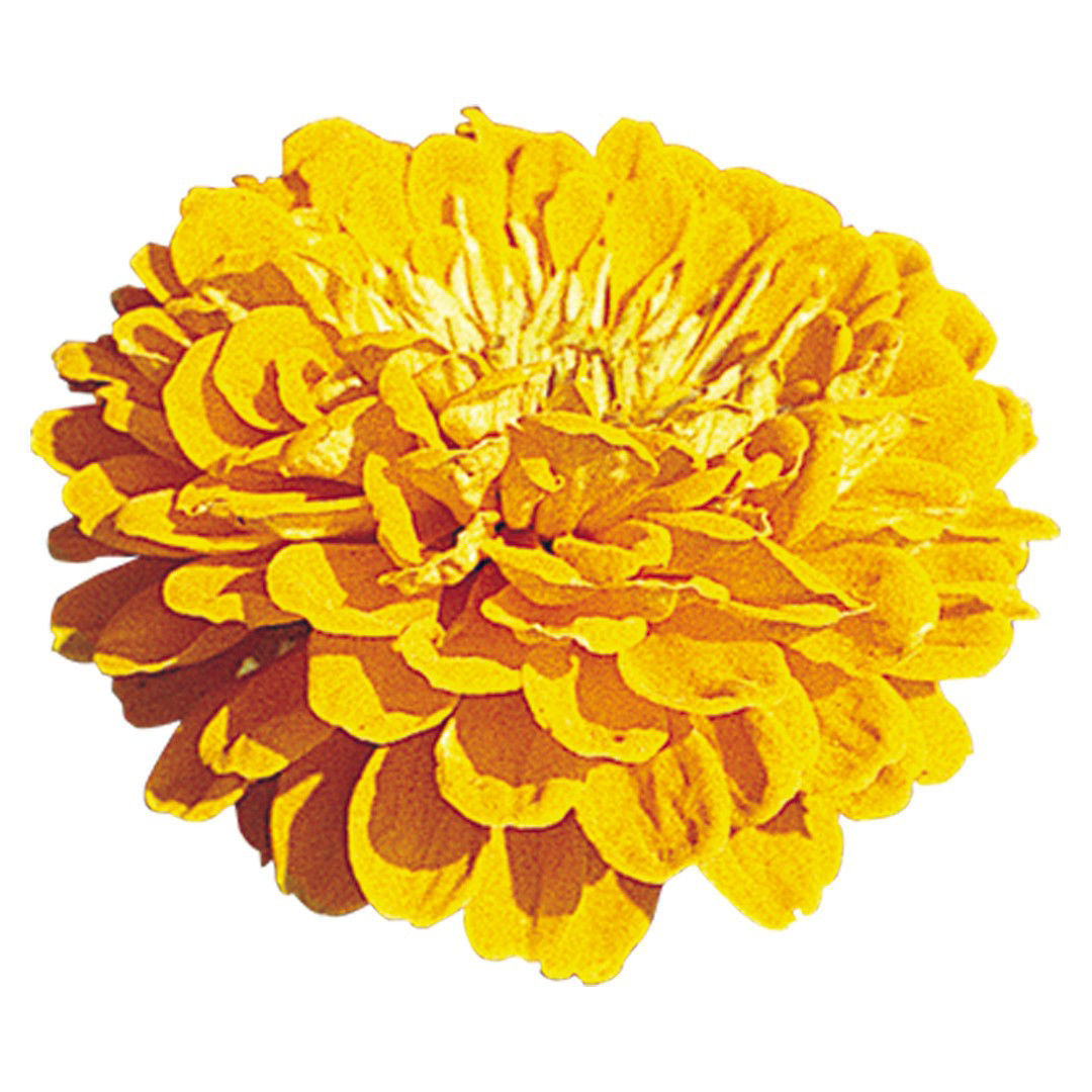 Zinnia Benary´s Giants Golden Yellow