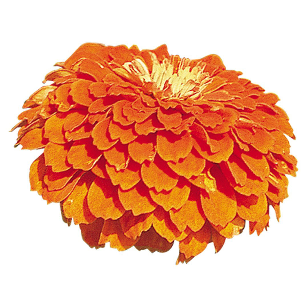 Zinnia Benary´s Giants Orange