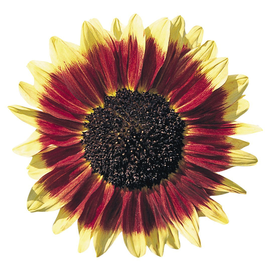 Helianthus Florenza