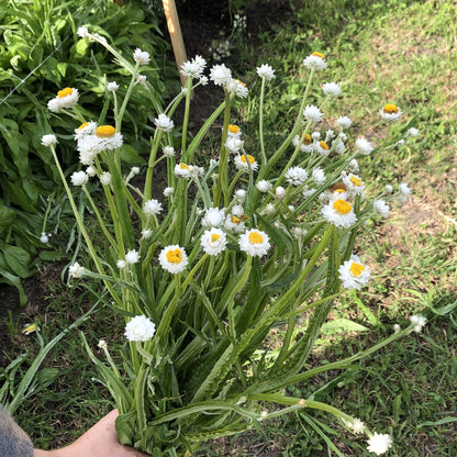 Ammobium White