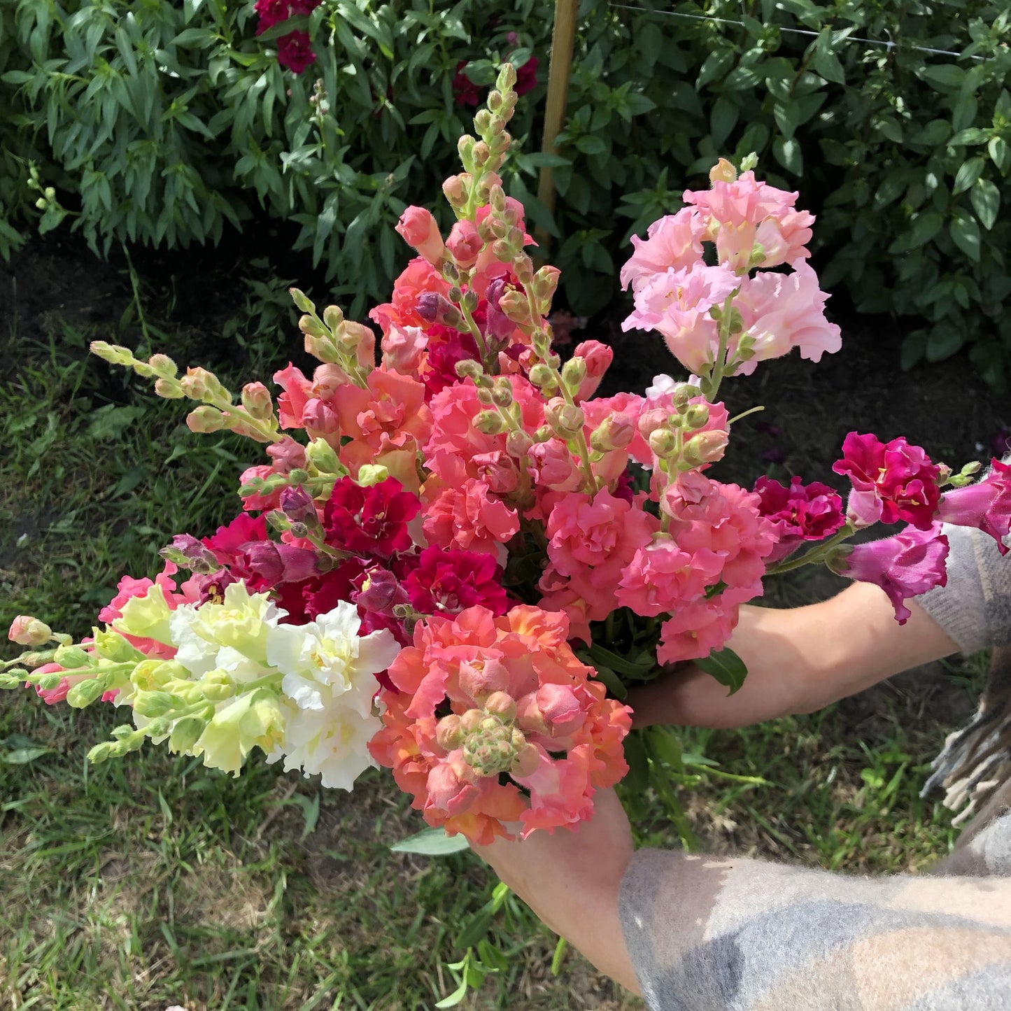 Antirrhinum Madame Butterfly Mix
