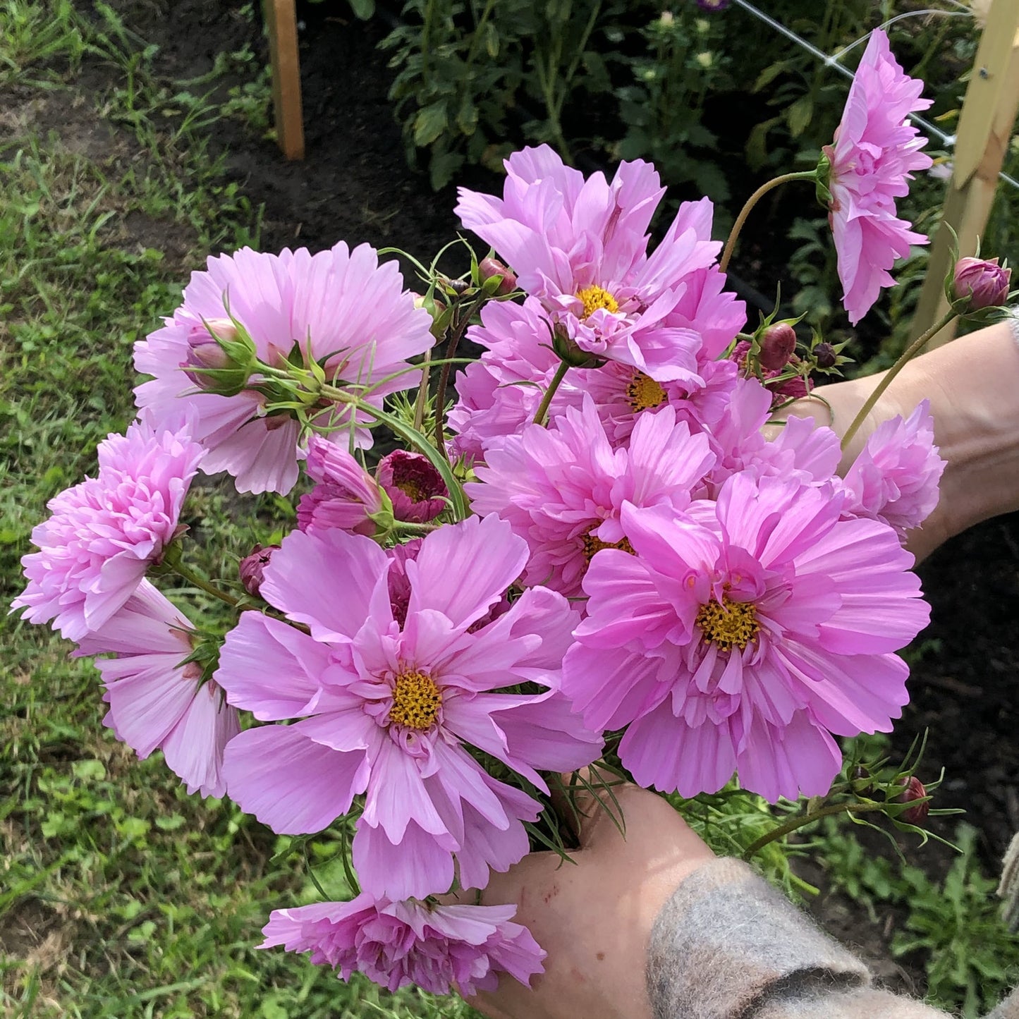 Cosmos Double Click Rose BonBon