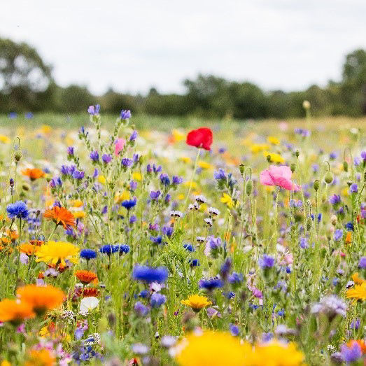 Semenco's Flower Meadow