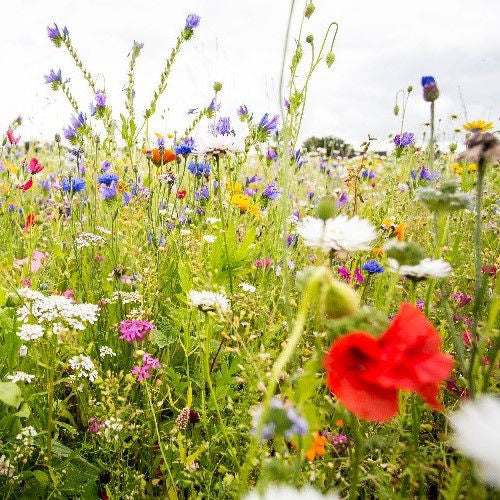 Semencos Blomsteräng