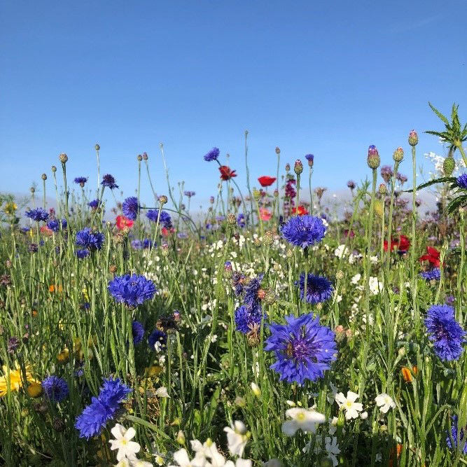 Semencos Pollinatörsblandning