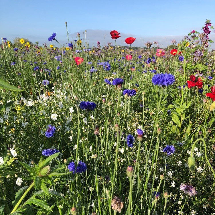 Semencos Pollinatörsblandning