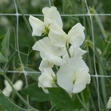 Lathyrus Spring Sunshine Cream